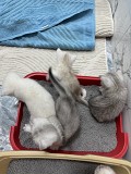 Котята Алматы