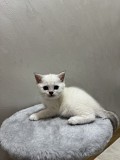 Котята Алматы