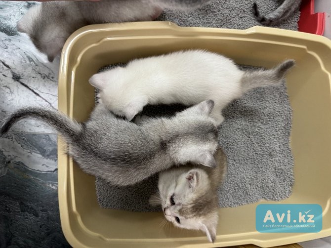 Котята Алматы - изображение 1
