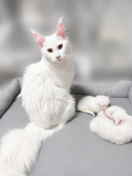Мейн Куны котята с родословной привезены с Новосибирска Алматы
