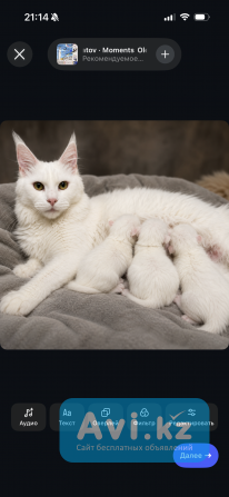 Мейн Куны котята с родословной привезены с Новосибирска Алматы - изображение 1