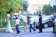 Аренда лошади(коня) для праздников и фотосессий Алматы