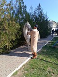 Аренда лошади(коня) для праздников и фотосессий Алматы