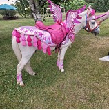 Аренда пони для детских праздников и фотосессий Алматы