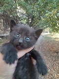 Отдам котят в добрые руки Талгар