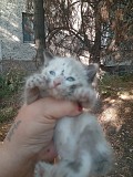 Отдам котят в добрые руки Талгар