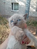 Отдам котят в добрые руки Талгар