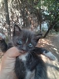 Отдам котят в добрые руки Талгар