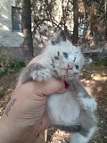 Отдам котят в добрые руки Талгар