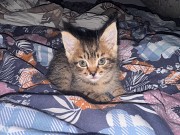 Отдам котенка в хорошие руки Алматы