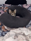 Отдам котенка в хорошие руки Алматы