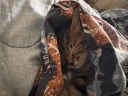 Отдам котенка в хорошие руки Алматы
