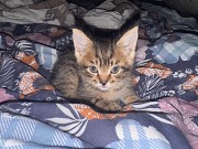 Отдам котенка в хорошие руки Алматы