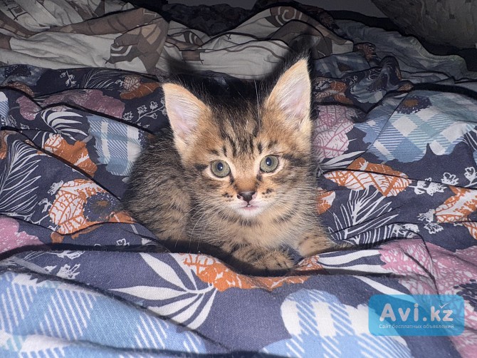 Отдам котенка в хорошие руки Алматы - изображение 1