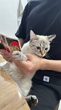 Отдадим кошку в добрые руки Астана