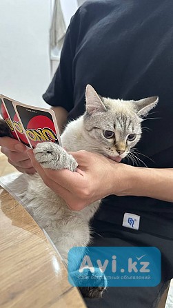 Отдадим кошку в добрые руки Астана - изображение 1