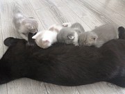 Отдадим котят в добрые руки Актобе