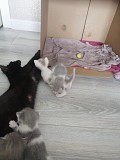Отдадим котят в добрые руки Актобе