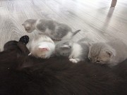 Отдадим котят в добрые руки Актобе
