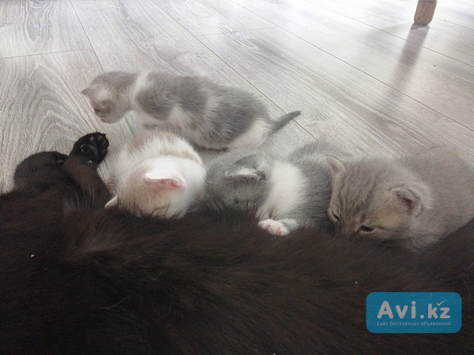 Отдадим котят в добрые руки Актобе - изображение 1