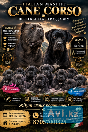Щенки Кане Корсо ждут свою семью Петропавловск - изображение 1