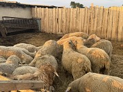 Овцы Куйбышевские Другой город России