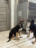 Продам щенков Восточно европейская овчарка Алматы