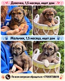 Алматы: Щенки Ишут Дом Алматы