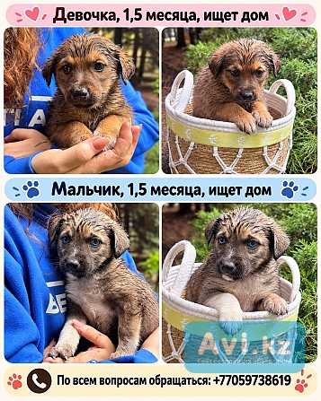 Алматы: Щенки Ишут Дом Алматы - изображение 1