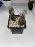 Кактусы коллекционные Астана