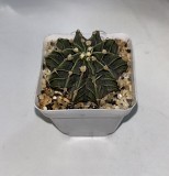 Кактусы коллекционные Астана