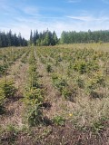Ель колючая Другой город России