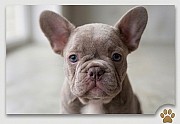 Щенки французского бульдога Другой город России
