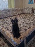 Отдам котят в добрые руки Актобе