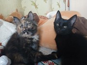 Отдам котят в добрые руки Актобе