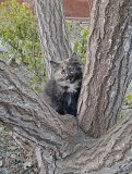 Отдам котят в добрые руки Актобе