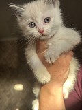 Отдам котят добрым людям Алматы