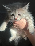 Отдам котят добрым людям Алматы