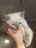 Отдам котят добрым людям Алматы