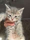 Отдам котят добрым людям Алматы