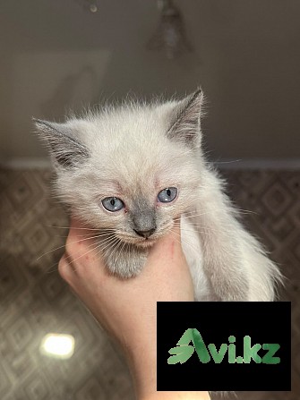 Отдам котят добрым людям Алматы - изображение 1
