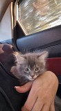 Отдам котенка мальчика Алматы