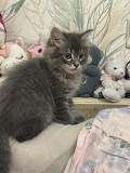 Отдам котенка мальчика Алматы