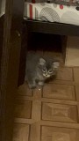 Отдам котенка мальчика Алматы