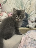 Отдам котенка мальчика Алматы
