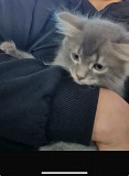 Отдам котенка мальчика Алматы