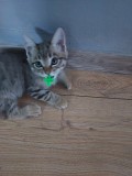 Отдам котят бесплатно Алматы
