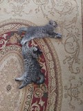 Отдам котят бесплатно Алматы
