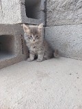 Отдам котят бесплатно Алматы