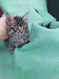 Отдам котят бесплатно Алматы
